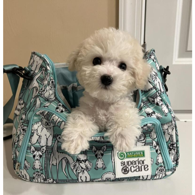 bag for groomers